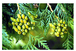 Thuja occidentalis Bild